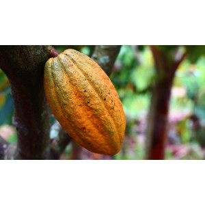 3 Kg Burro di Cacao in pastiglie Cioccolato  per Pasticceria CHOCOVIC [9b9edd8d]